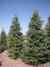 Concolor Fir